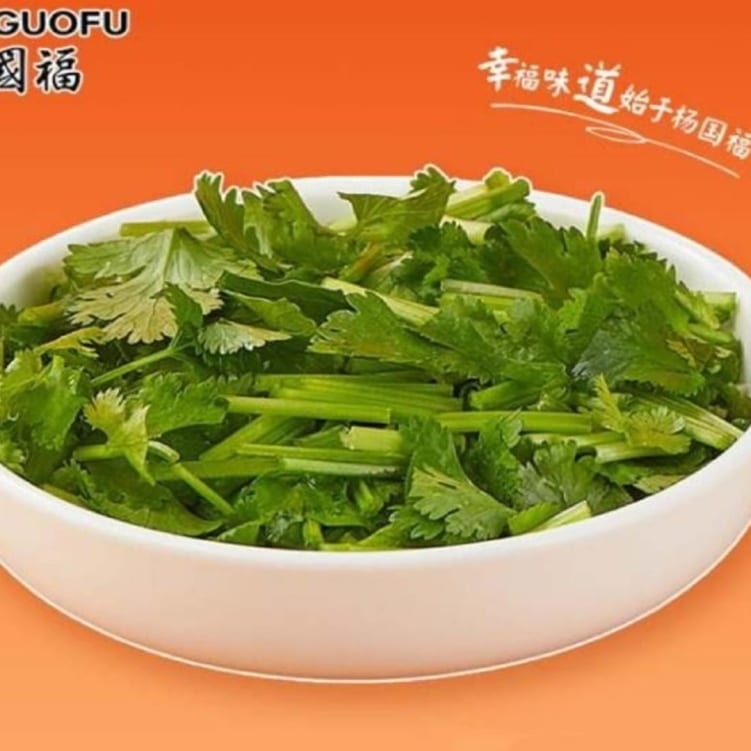 Cilantro - 香菜.